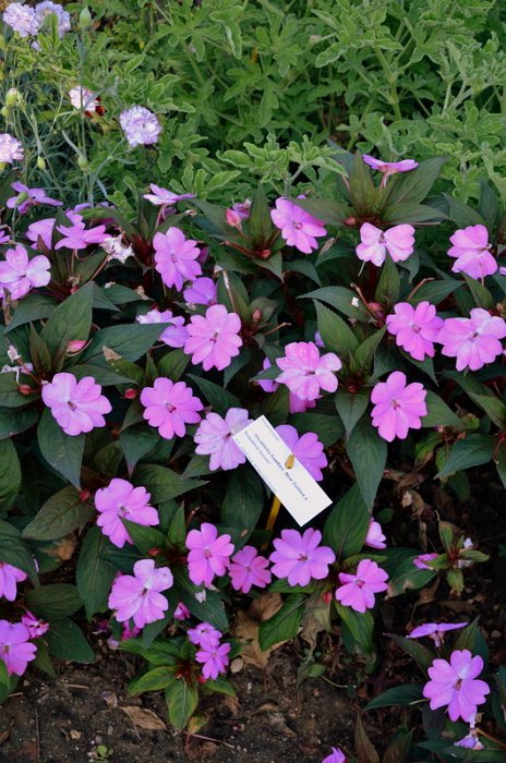 Impatiens hawkeri NG Sunpatiens Vigourous Lavender